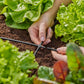 Gardena Micro-Drip-System Kreuzstück 4,6 mm (3/16') - Inhalt: 10 Stück (13214-20)