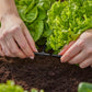 Gardena Micro-Drip-System T-Stück 4,6 mm (3/16') - Inhalt: 10 Stück (13211-20) (8330-20)