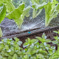 Gardena Micro-Drip-System Sprühdüse 180 Grad - Inhalt: 5 Stück (13321-20)